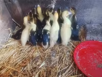 Ducks — zdjęcie 4