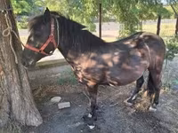 Jument, Chevaux — photo 8