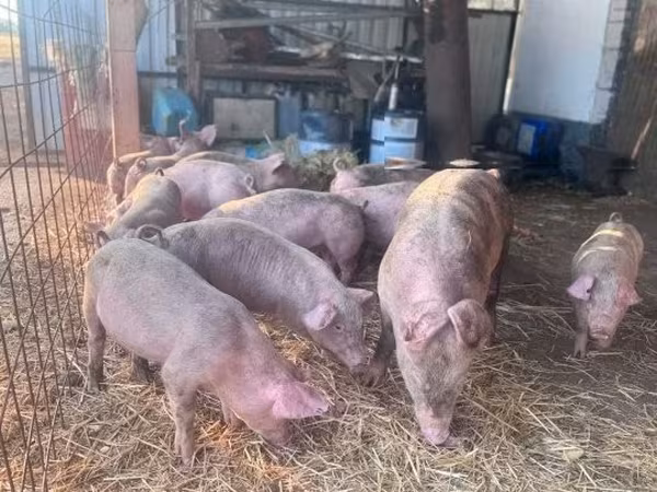 Schweine (Partie, Geschlecht nicht angegeben),  — Ungarn