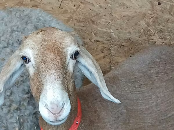 भेड़, Arashan sheep