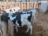 ثور, Russian Black pied cattle — الصورة 2