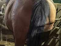 母马, Horses — 照片 7