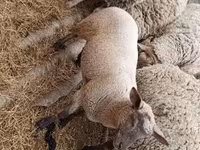 母羊, Sheep — 照片 2