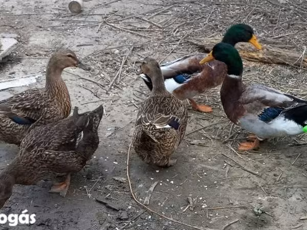 Ducks — Hungary