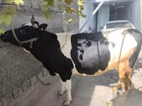 母牛, Russian Black pied cattle — 照片 6