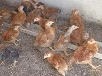 Chickens — foto 2