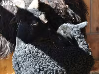 Kos, Racka sheep — 6. fotó