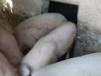 公猪, Крупная белая — 照片 2