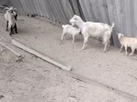 Nőstény kecske, Kecskék — 6. fotó
