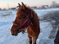 Hing, Kazakh horse — 1. fotó