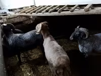 Sheep (batch, sex not specified), Sheep — photo 5