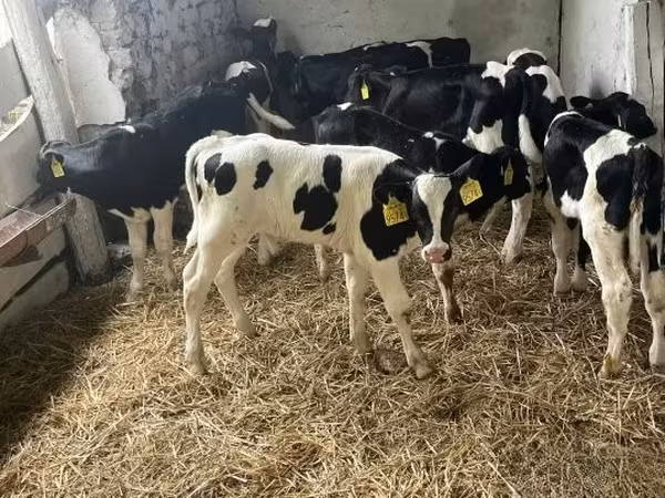 Bull, Russian Black pied cattle — Hungary