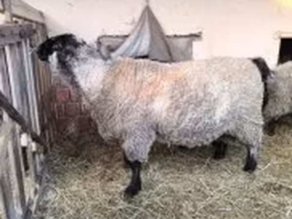 كبش, White Suffolk sheep — هنغاريا