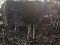 بقرة, Russian Black pied cattle — الصورة 2