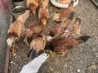 Chickens — zdjęcie 1