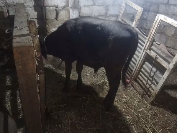 Bika, Aberdeen-Angus