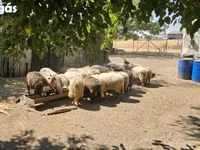 Kos, Racka sheep — 3. fotó