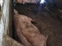 Disznók (tétel, nem megadva), Sertések — 2. fotó