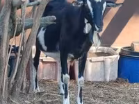 母山羊, Toggenburg goat — 照片 3