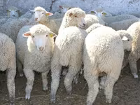 Carneiro, Kuibyshev sheep — foto 2