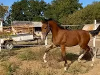 公马, Dutch warmblood horse — 照片 6