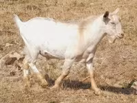 母山羊, Nubian Goat — 照片 5