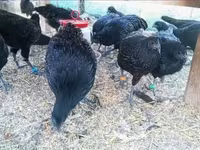 Ayam Cemani — photo 5