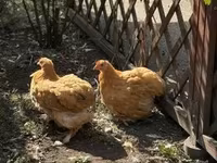 Pékin Bantam — photo 3