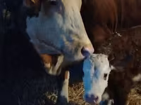 सांड, Simmental cattle — फ़ोटो 2