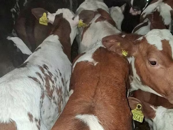 Býk, Simmental cattle