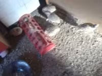 Quails — 2. fotó