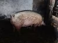 母猪, Pigs — 照片 3