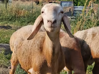 Beran, Arashan sheep — foto 1