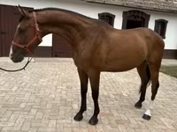 حصان, Hungarian horse breed — الصورة 3