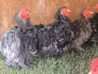 Pékin Bantam — photo 4
