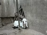 Billy Goat, Nubian Goat — photo 5