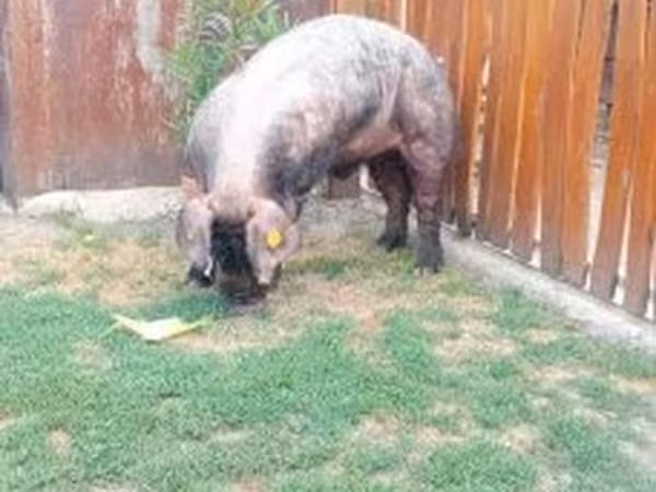 Kan, Дюрок