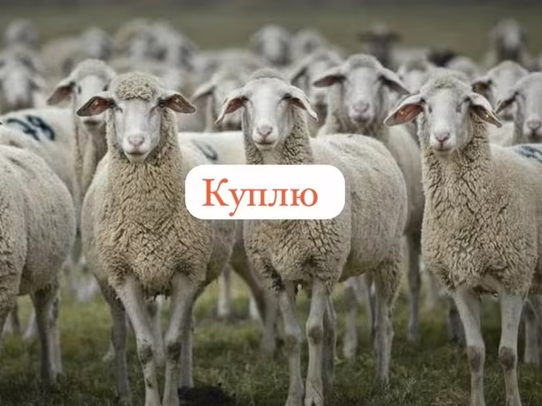 Kos, Juhok