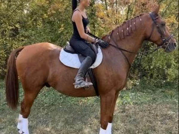 Horse (M), Gidran — Hungary