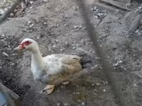 Ducks — 3. fotó