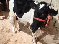 Kuh, Russian Black pied cattle — Foto 2
