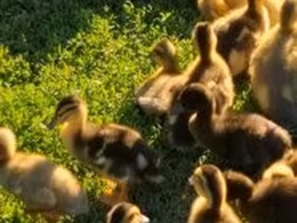 Ducks — 匈牙利