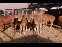 Bika, Limousin tehén — 2. fotó