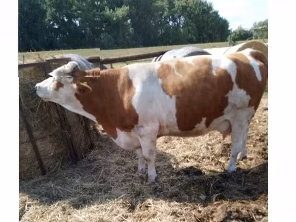 母牛, Simmental cattle — 匈牙利