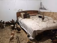 Cseh arany tarka tyúk — 6. fotó