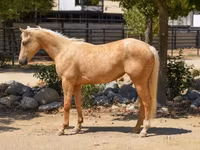 Kanca, Quarter Horse — 1. fotó