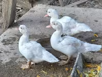 Ducks — 2-сурет