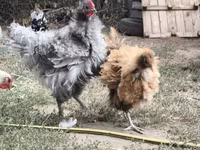 ऑर्पिंग्टन — फ़ोटो 1