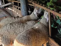 Kos, Lacaune sheep — 3. fotó