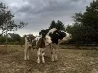 Tehén, Holstein fajta — 5. fotó